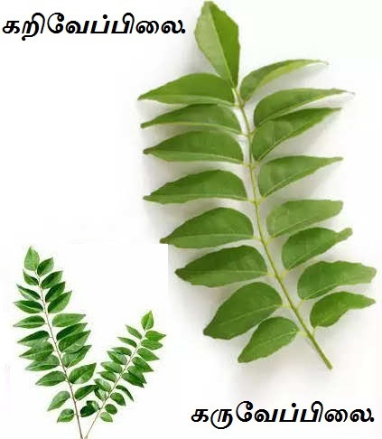 Curry Leaf