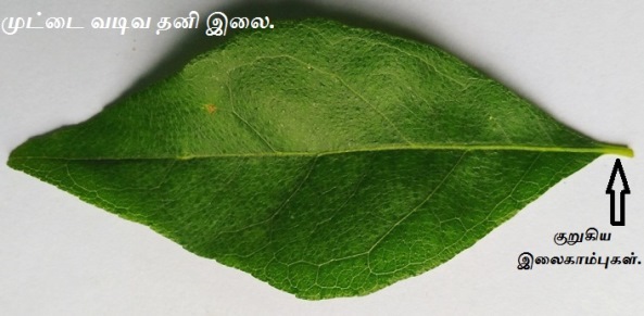 Curry Leaf _single leaf