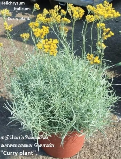 Helichrysum italicum