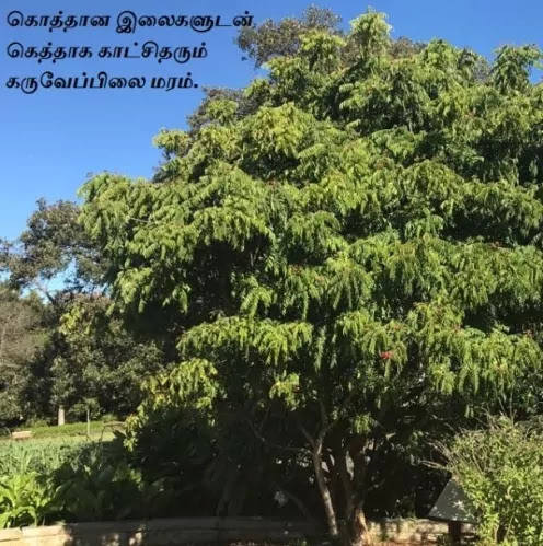 Murraya Koenigii Curry Leaf Tree