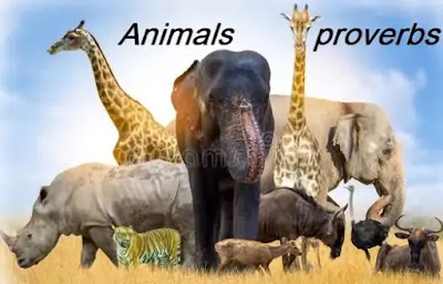 Animals Proverbs