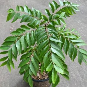 Curry leaf - young sapling