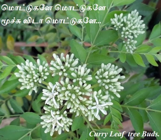 Curry Leaf Tree buds
