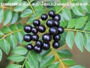 Indian Curry Leaf Tree-fruit