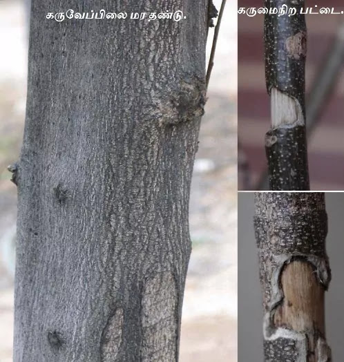Curry Leaf Tree Stems