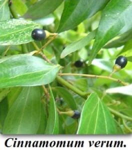 Tree Plant Info - மரங்களின் வாழ்வியல்.