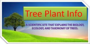 Tree Planti Information